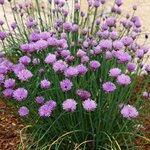 Allium schoenoprasum