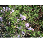 CALAMINTHA NEPETA