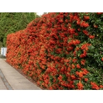 pyracantha2