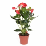 anthurium3