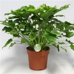 Philodendron2