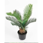 cycas2