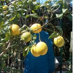 citrus volkameriana citron rouge volkamer la jardinerie de pessicart 2