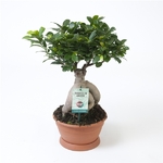 ficus ginseng microcarpa La jardinerie de pessicart