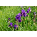 la jardinerie de pessicart iris 3