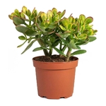 crassula2