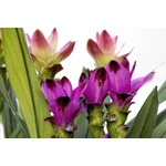 curcuma