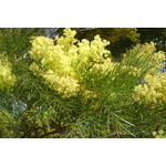 acacia-fimbriata-dwarf-