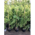 acacia fimbriata dwarf (2)