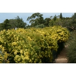 acacia-fimbriata-dwarf- (2)