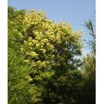 acacia-parramattensis