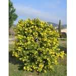 acacia-dealbata-mireille-