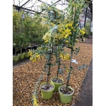 Mimosa - Acacia podalyriifolia2 (1)