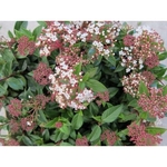 viburnum-tinus c10 2