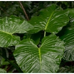 Alocasia odora - La jardinerie de pessicart nice - Livraison a domicile nice 06 plantes vertes terres terreaux jardinage
