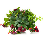 aeschynanthus lipstick plant - La jardinerie de pessicart nice - Livraison a domicile nice 06 plantes vertes terres terreaux jardinage