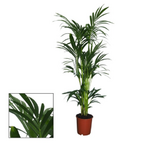 kentia howea forestiana- La jardinerie de pessicart nice - Livraison a domicile nice 06 plantes vertes terres terreaux jardinage