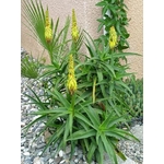 aloe striatulata- La jardinerie de pessicart nice - Livraison a domicile nice 06 plantes vertes terres terreaux jardinage arbres cactus