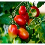 tomates graines 2 - La jardinerie de pessicart nice - Livraison a domicile nice 06 plantes vertes terres terreaux jardinage arbres cactus