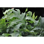 Phlebodium aureum blue star - La jardinerie de pessicart nice - Livraison a domicile nice 06 plantes vertes terres terreaux jardinage arbres cactus