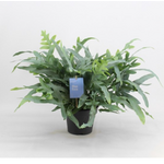 Phlebodium aureum blue star 2 - La jardinerie de pessicart nice - Livraison a domicile nice 06 plantes vertes terres terreaux jardinage arbres cactus