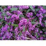 glycine australienne hardenbergia 2 - La jardinerie de pessicart nice - Livraison a domicile nice 06 plantes vertes terres terreaux jardinage arbres cactus plantes fleuries cadeaux