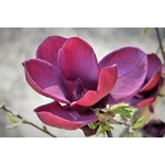 magnolia geine - La jardinerie de pessicart nice - Livraison a domicile nice 06 plantes vertes terres terreaux jardinage arbres cactus
