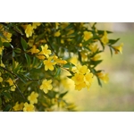 jasmin jaune italie - La jardinerie de pessicart nice - Livraison a domicile nice 06 plantes vertes terres terreaux jardinage arbres cactus