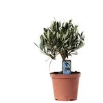 olivier bonsai olea europaea - La jardinerie de pessicart nice - Livraison a domicile nice 06 plantes vertes terres terreaux jardinage arbres cactus