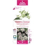 Hortensia Grimpant Hydrangea petiolaris - La Jardinerie de Pessicart 06100 Nice 001