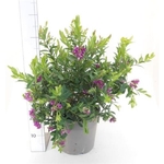 Polygala - La jardinerie de pessicart nice - Livraison a domicile nice 06 plantes vertes terres terreaux jardinage arbres cactus