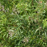 Verveine citronnelle - Photo credit M. Martin Vicente on VisualHunt.com- La jardinerie de pessicart nice - Livraison a domicile nice 06 plantes vertes terres terreaux jardinage arbres cactus