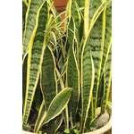 Sansevieria La Jardinerie de Pessicart Nice 06100