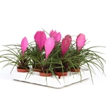 tillandsia cyanea anita - La jardinerie de pessicart nice - Livraison a domicile nice 06 plantes vertes terres terreaux jardinage arbres cactus