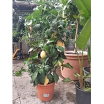 citronnier palisé p 24 h 80 cm la jardinerie de pessicart nice 06100