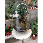 Terrarium Bonsaï M la jardinerie de pessicart nice 06100