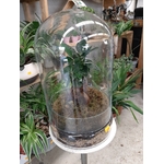 Terrarium Bonsaï L la jardinerie de pessicart nice 06100