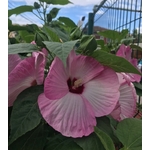 hibiscus moscheutos hibiscus des marais ibisco - fleurs roses  - La jardinerie de pessicart nice - Livraison a domicile nice 06 plantes vertes terres terreaux jardinage arbres cactus