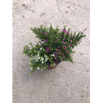 Cuphea pot 14 cm fleurs blanches et fuchsia 2 - La jardinerie de pessicart nice - Livraison a domicile nice 06 plantes vertes terres terreaux jardinage arbres cactus