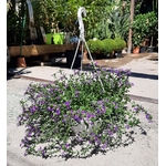 scaevola suspension plante fleurie  - La jardinerie de pessicart nice - Livraison a domicile nice 06 plantes vertes terres terreaux jardinage arbres cactus