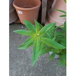 Verveine citronnelle 4- La jardinerie de pessicart nice - Livraison a domicile nice 06 plantes vertes terres terreaux jardinage arbres cactus