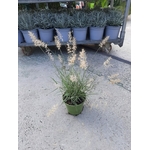 Pennisetum orientale white graminée- La jardinerie de pessicart nice - Livraison a domicile nice 06 plantes vertes terres terreaux jardinage plantes potageres potager