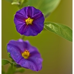 solanum rantonetii - Photo credit pstenzel71 on Visualhunt - La jardinerie de pessicart nice - Livraison a domicile nice 06 plantes vertes terres terreaux jardinage arbres cactus