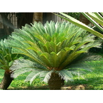 Cycas revoluta - Faux palmier - Photo credit Dinesh Valke on VisualHunt.com - La jardinerie de pessicart nice - Livraison a domicile nice 06 plantes vertes terres terreaux jardinage arbres cactus