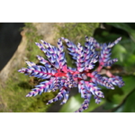 aechmea blue rain Photo credit emmadangi on VisualHunt.com  - La jardinerie de pessicart nice - Livraison a domicile nice 06 plantes vertes terres terreaux jardinage arbres cactus