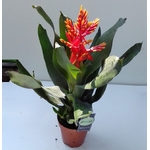 aechmea pepita bromelia bromeliacee 4 - La jardinerie de pessicart nice - Livraison a domicile nice 06 plantes vertes terres terreaux jardinage arbres cactus