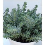 sedum reflexum - orpin des rochers - La jardinerie de pessicart nice - Livraison a domicile nice 06 plantes vertes terres terreaux jardinage arbres cactus (1)