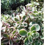 sedum triocolor - La jardinerie de pessicart nice - Livraison a domicile nice 06 plantes vertes terres terreaux jardinage arbres cactus (1)