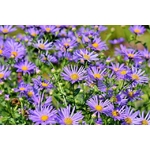 Aster la jardinerie de pessicart nice