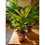 Dieffenbachia ceguine - Pot Ø 17 cm - Hauteur 55 cm - la Jardinerie de Pessicart Nice 06100